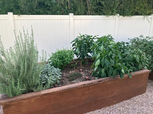 Raised garden beds featuring established greenery, a gravel perimeter, and a privacy fence