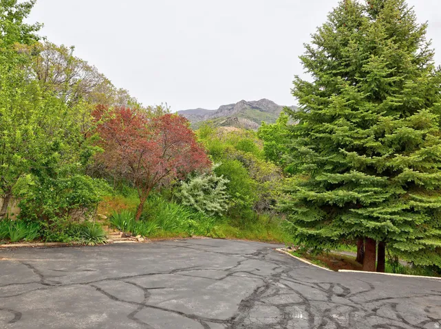 Paved asphalt surface bordered by diverse mature trees and natural landscaping