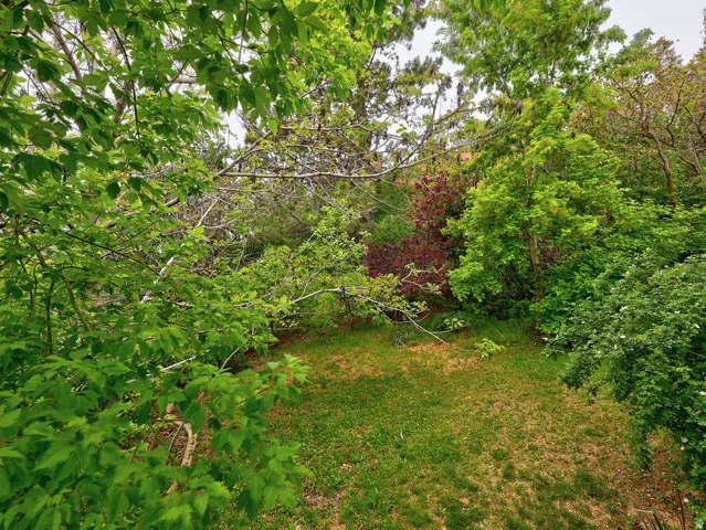 Lush green foliage surrounds a grassy outdoor area
