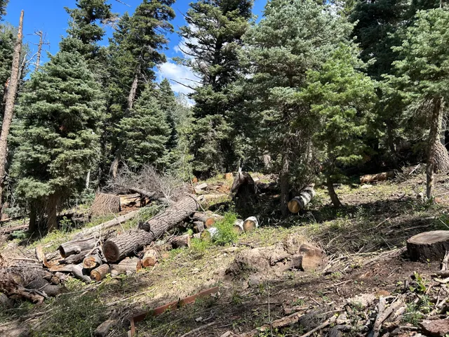 Wooded terrain featuring mature evergreen trees
