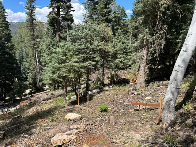 Wooded terrain featuring mature evergreen and deciduous trees