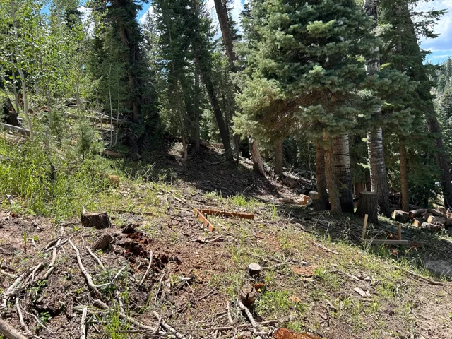 Forested terrain featuring mature evergreen trees and aspens, partially cleared ground cover, and natural tree stumps