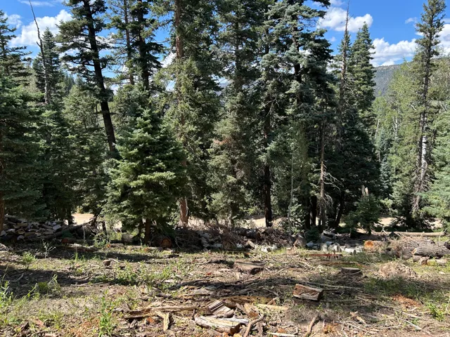 Forested property featuring dense conifer trees