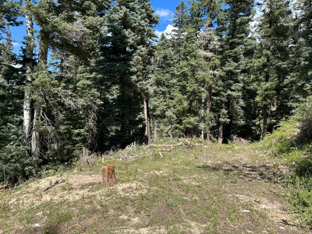 Wooded acreage with varied terrain and mature evergreen trees