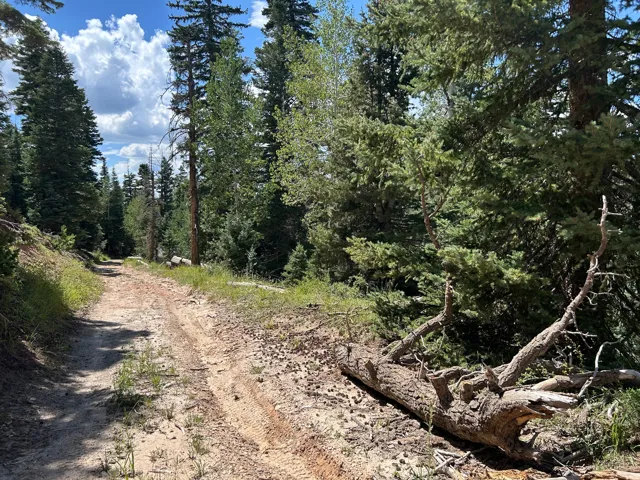 Natural landscape featuring a winding dirt path, abundant evergreen trees, a mix of deciduous trees, a fallen log, and a clear sky with clouds