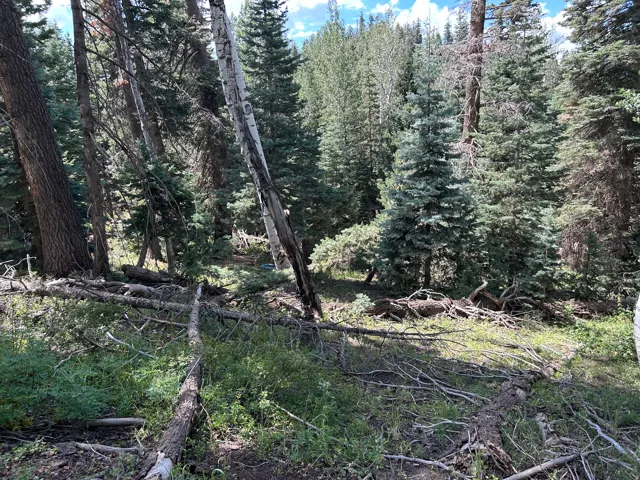 Dense forest with mature pine and aspen trees, natural ground cover, and fallen timber