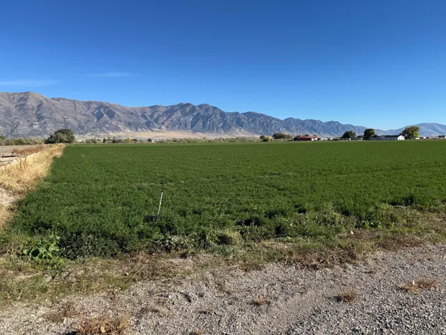 Expansive green field with distant mountain range backdrop