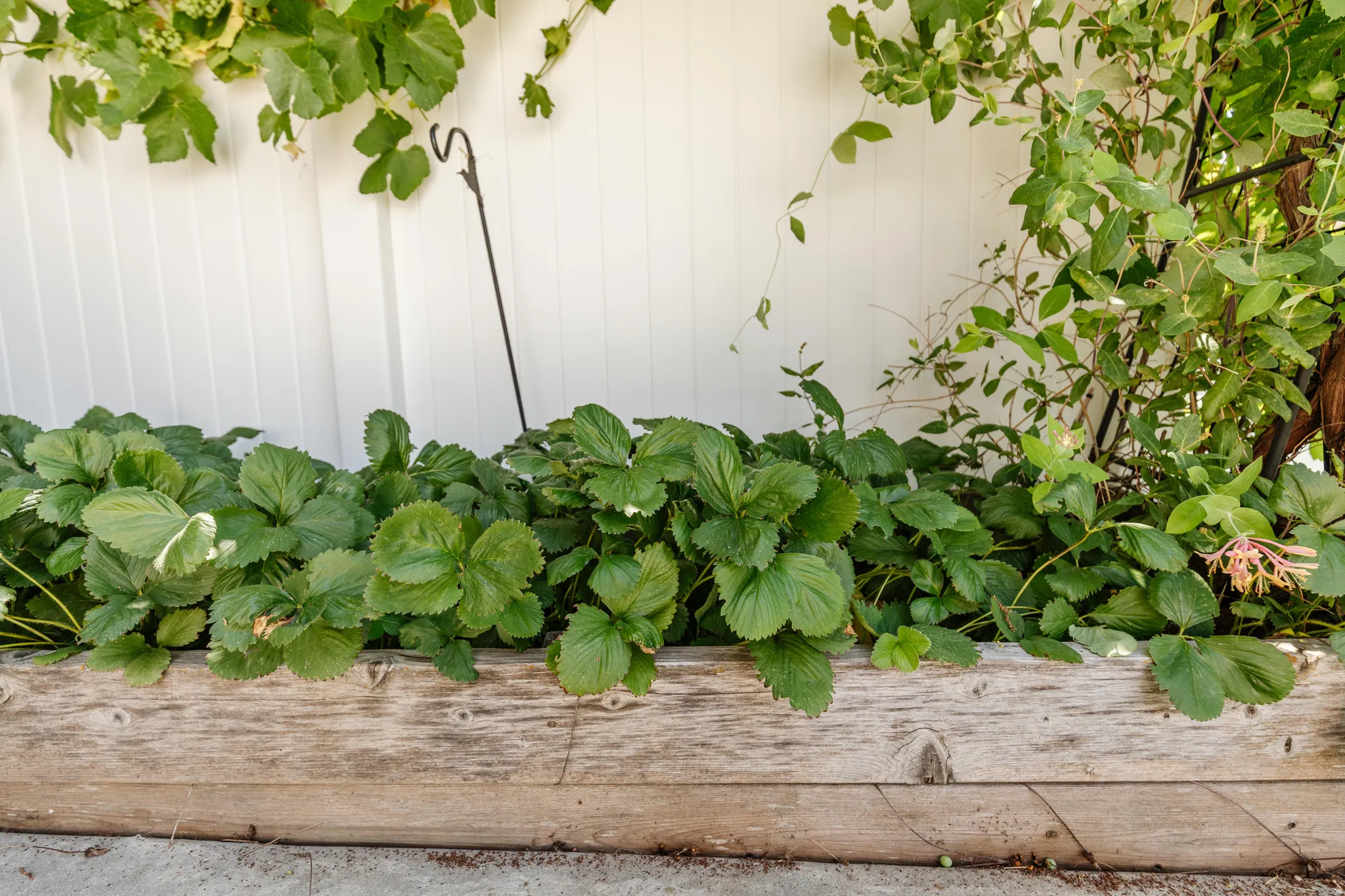 Raised garden bed with mature foliage, featuring a weathered wood frame, thriving plant growth, and a white fence background