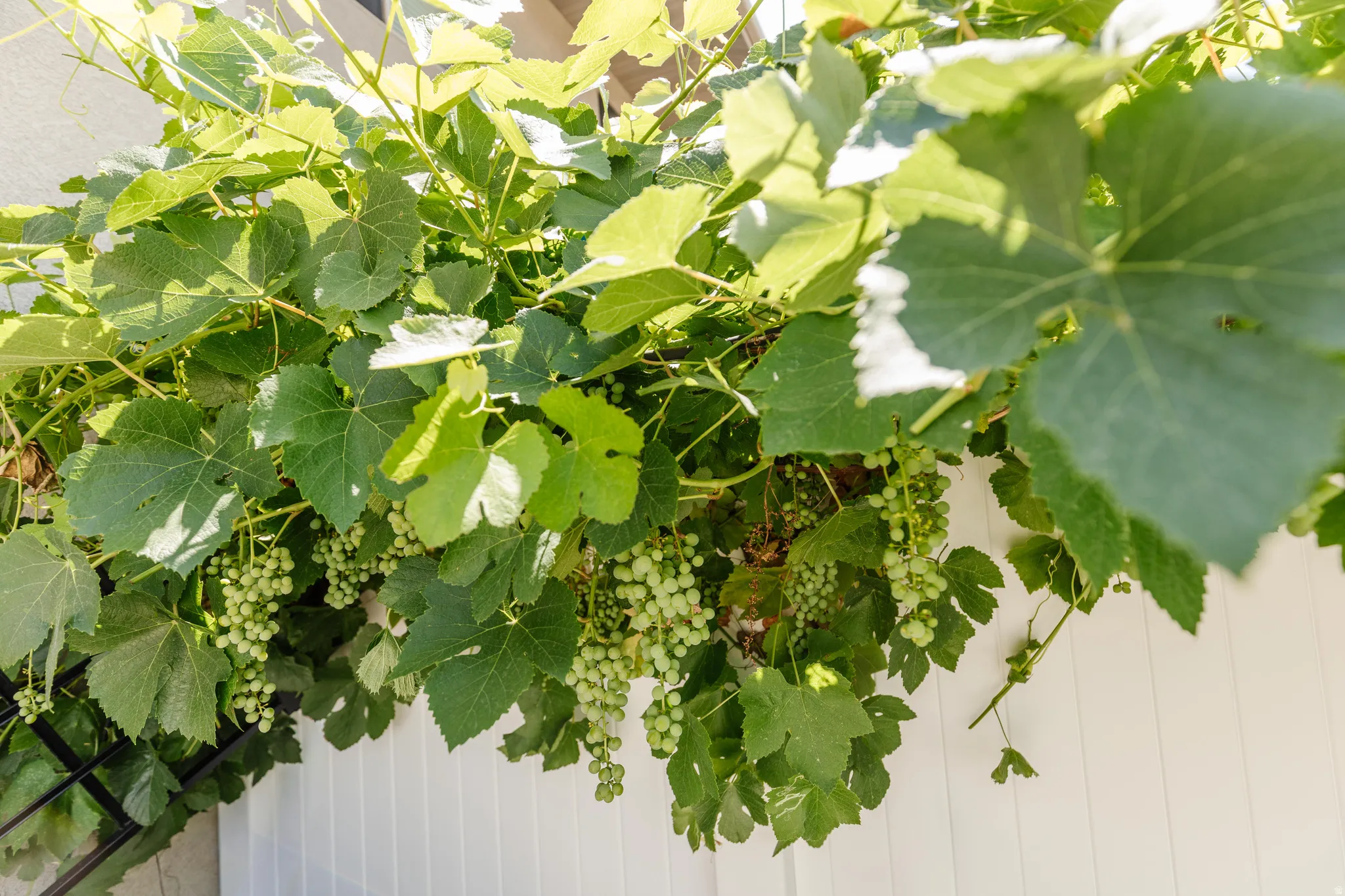 Lush grapevines with clusters of ripening fruit, supported by a trellis system above a white slatted fence