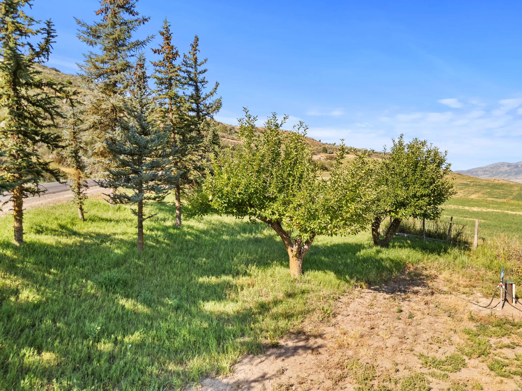 Expansive property featuring mature trees, fruit trees, open fields, and distant hills under a clear sky