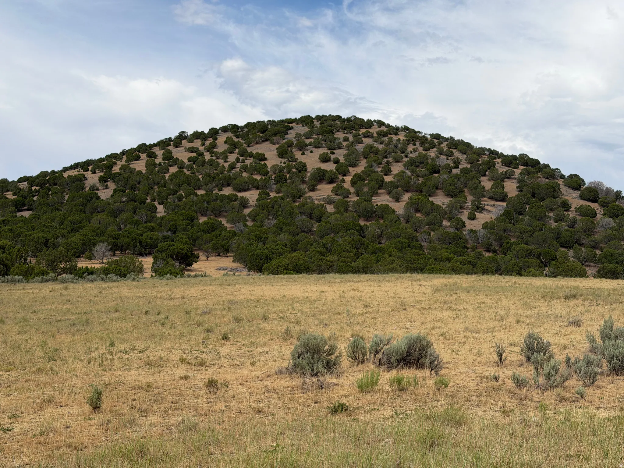 Expansive open land featuring a gentle slope of dry grass, low-lying shrubs, and a backdrop of numerous evergreen trees covering a distant hillside