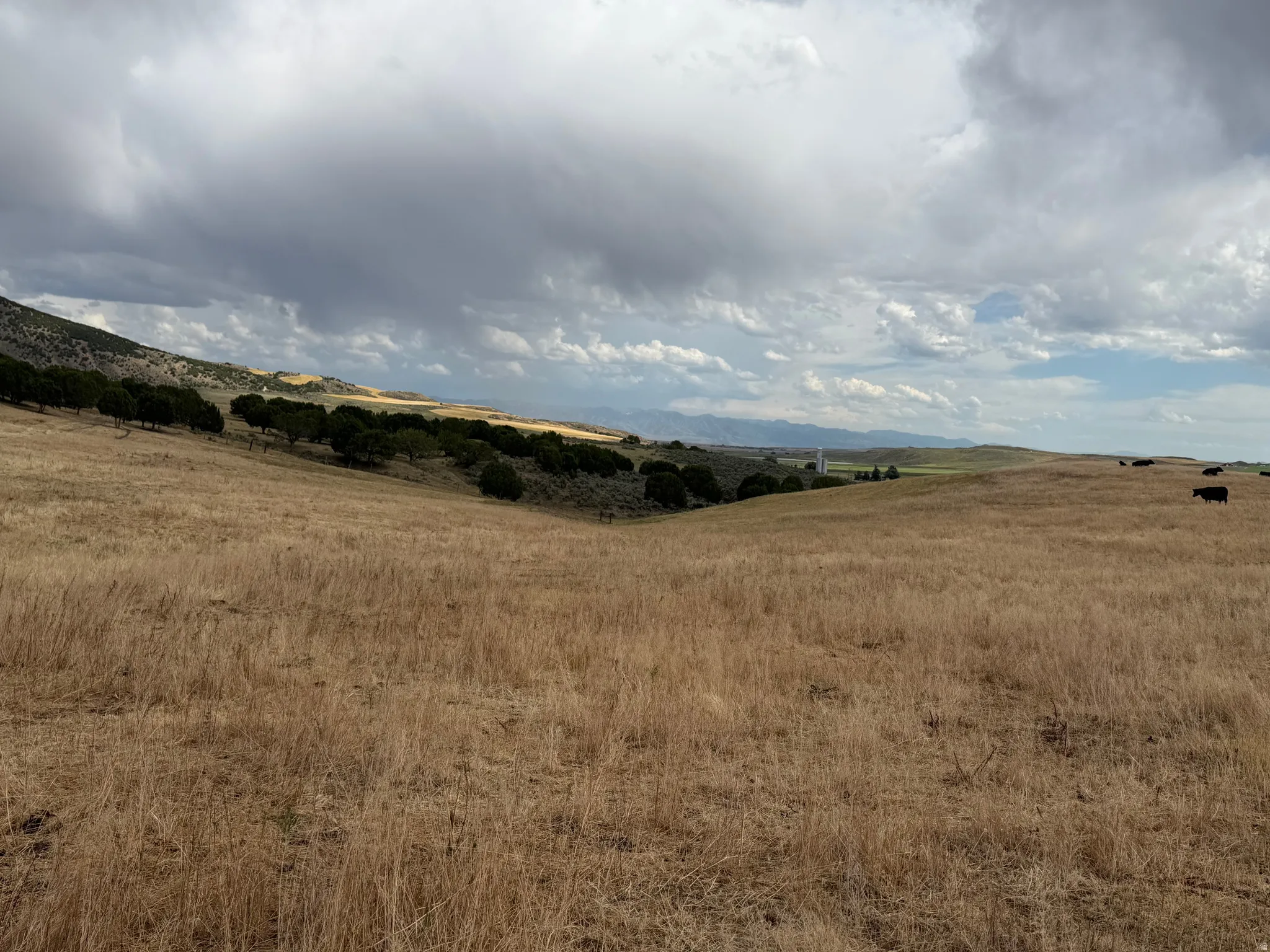 Expansive rolling hills featuring dry grasses and scattered trees