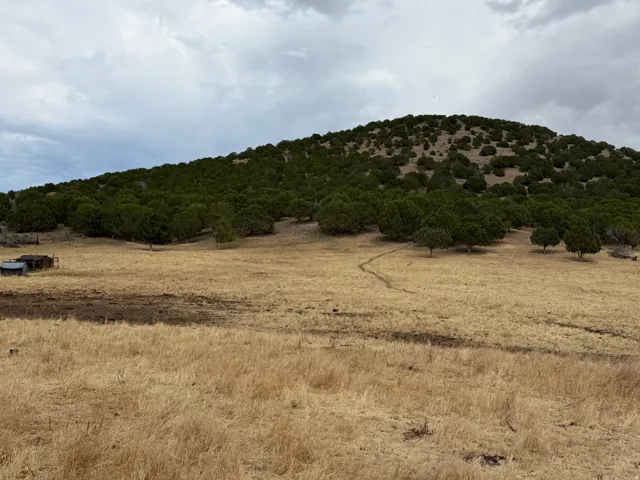 Expansive land parcel featuring a tree-covered hillside, golden natural grasses, and a small, rustic outbuilding