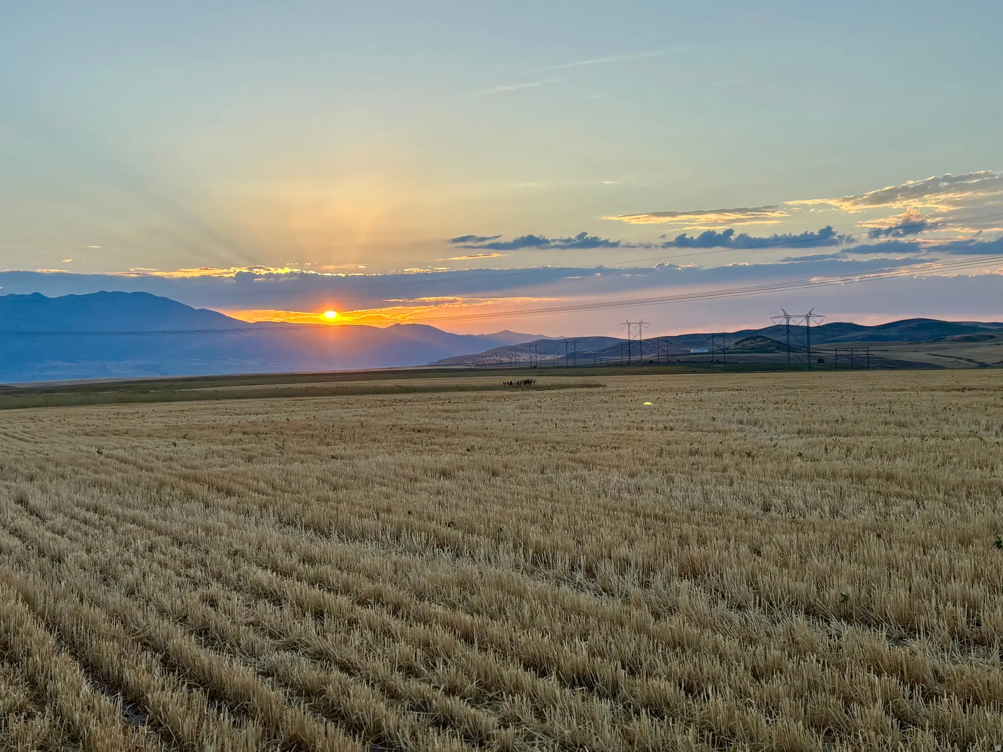 Expansive agricultural field with visible crop rows