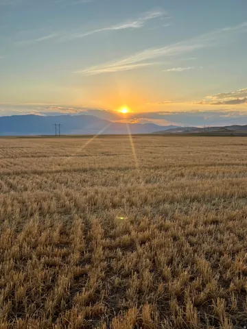 Expansive field of harvested crops with distant mountains under a dramatic sky