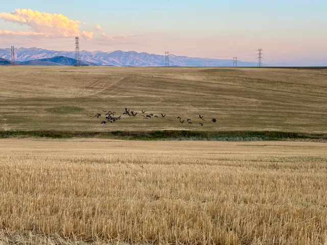 Expansive agricultural landscape featuring a golden field of harvested crops, distant rolling hills, and a mountainous backdrop