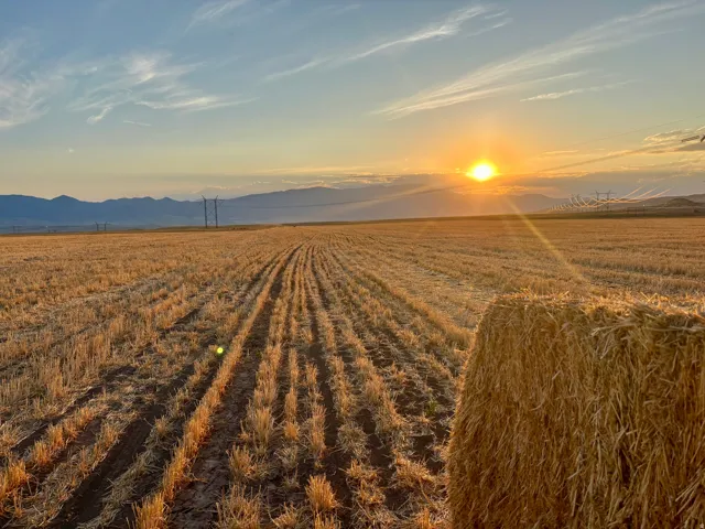 Expansive agricultural field with harvested crops, featuring a large hay bale in the foreground