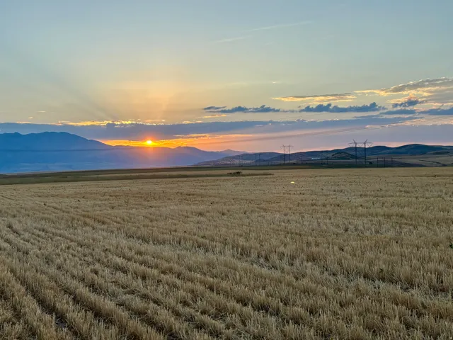 Expansive agricultural field with visible crop rows