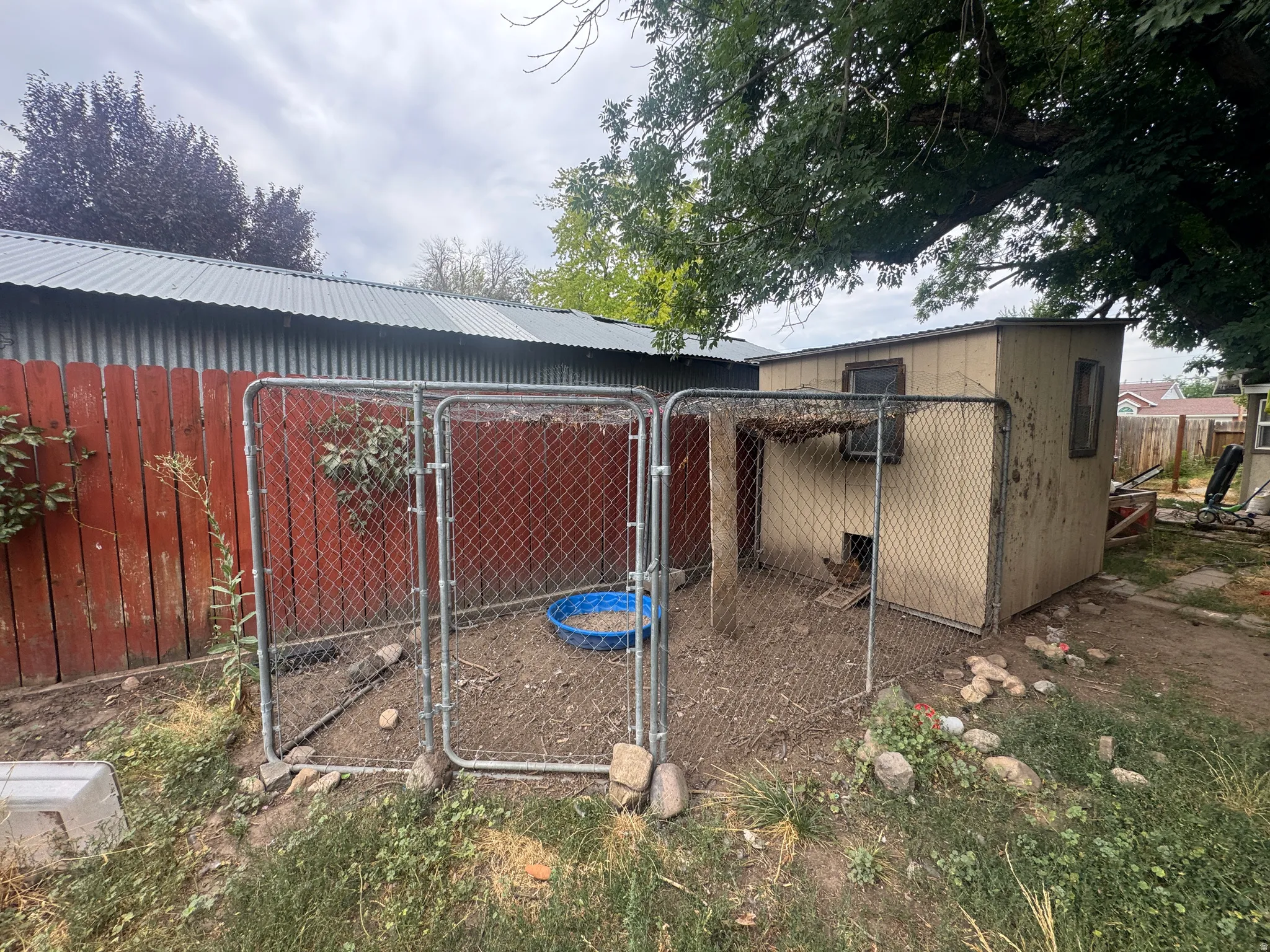 Chain-link enclosed animal run with a wood-sided structure featuring two windows