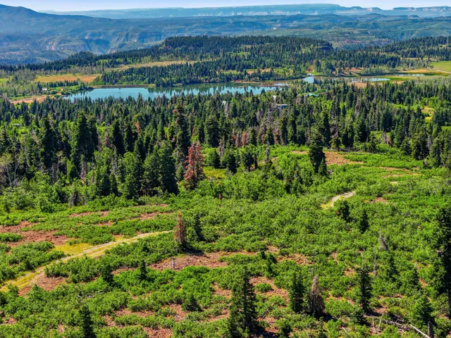 Expansive natural landscape featuring lush green foliage, dense evergreen forests, and distant mountain ranges
