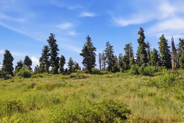 Expansive meadow featuring natural grasses and distant evergreen trees