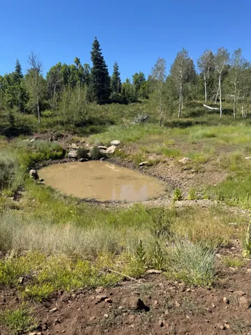 Natural landscape featuring a tranquil pond, surrounded by native grasses and mature trees