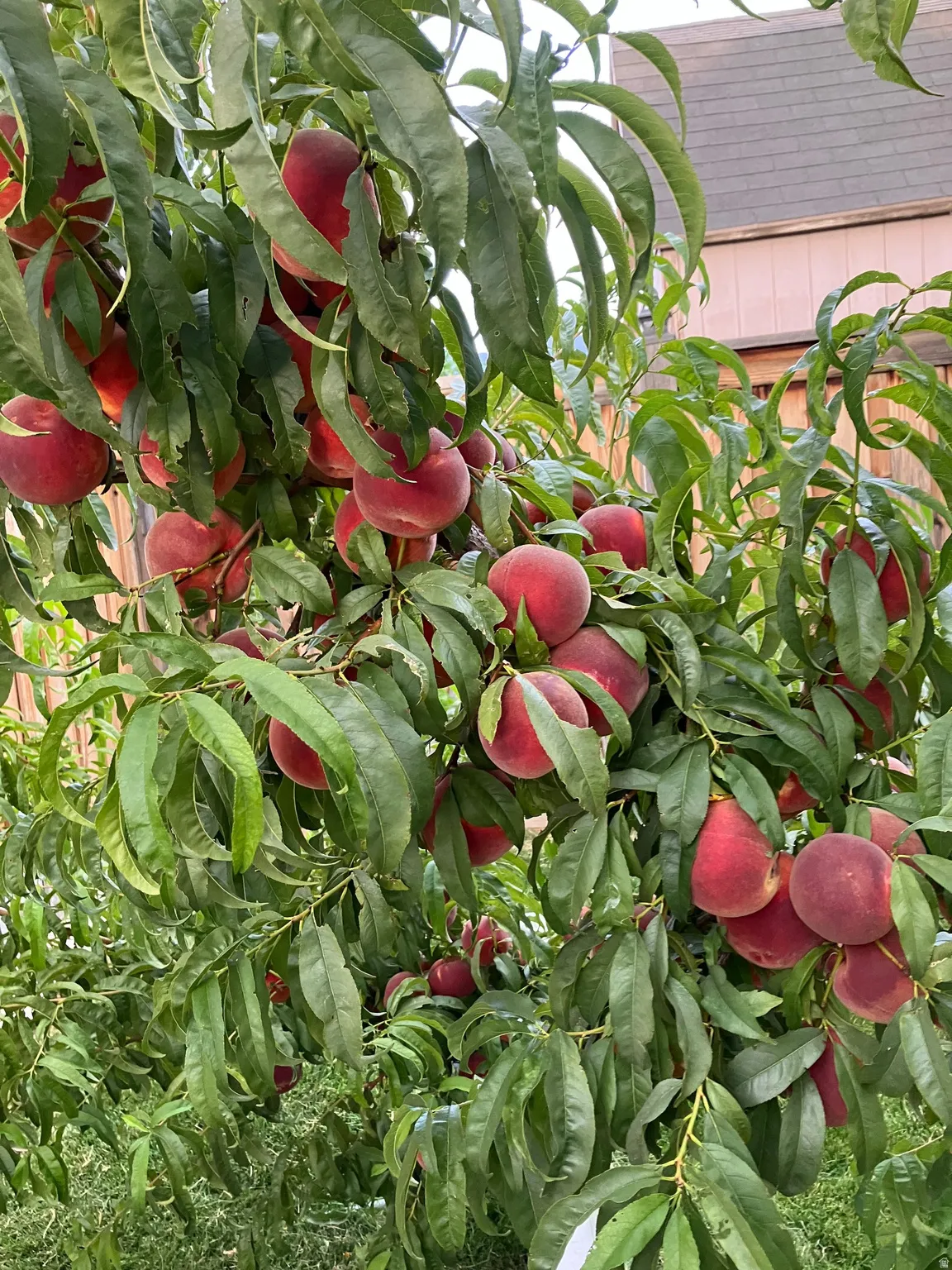 Delicious peaches (seller photo of previous season)