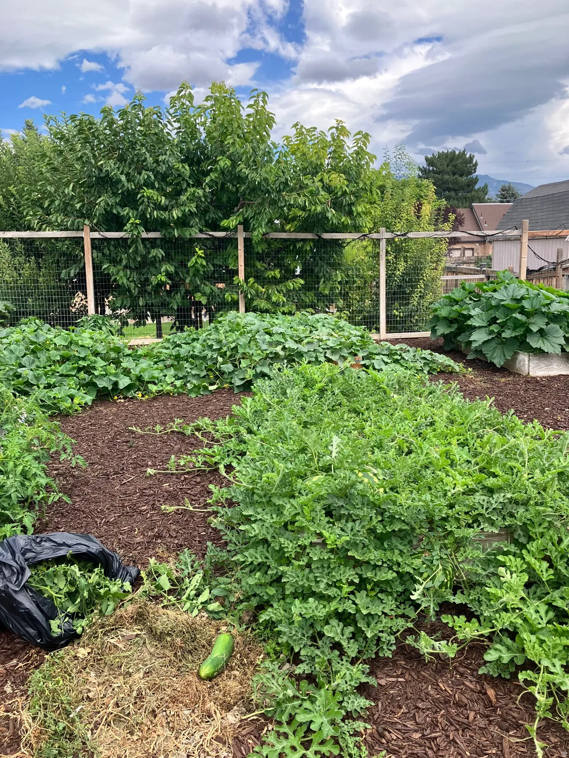Garden area (seller photo of previous season)