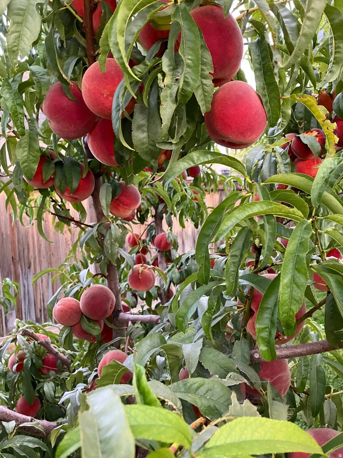 Fruit trees (seller photo of previous season)