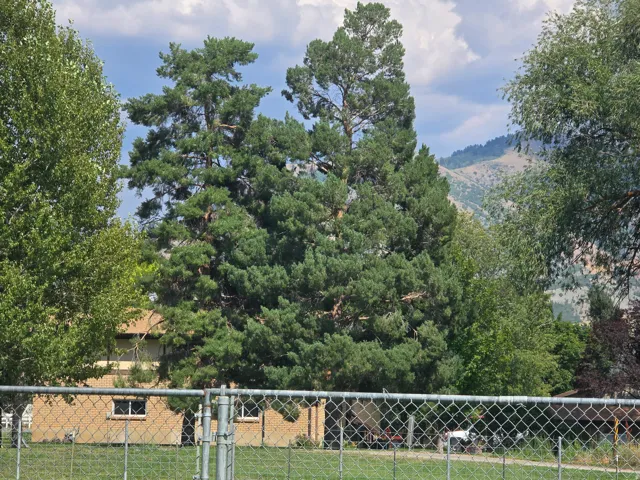 Image quality insufficient for description