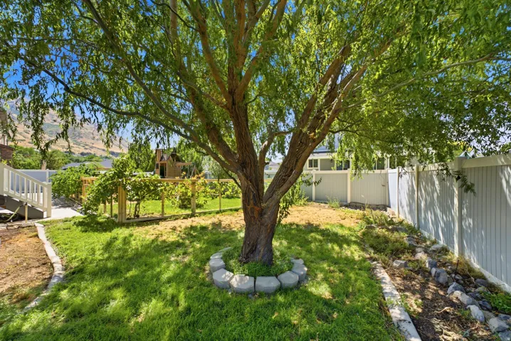 Expansive backyard featuring a mature deciduous tree, a landscaped rock border, and a white privacy fence