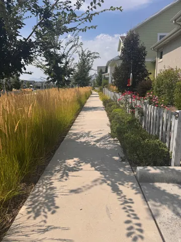 Concrete pathway bordered by ornamental grasses and mature trees
