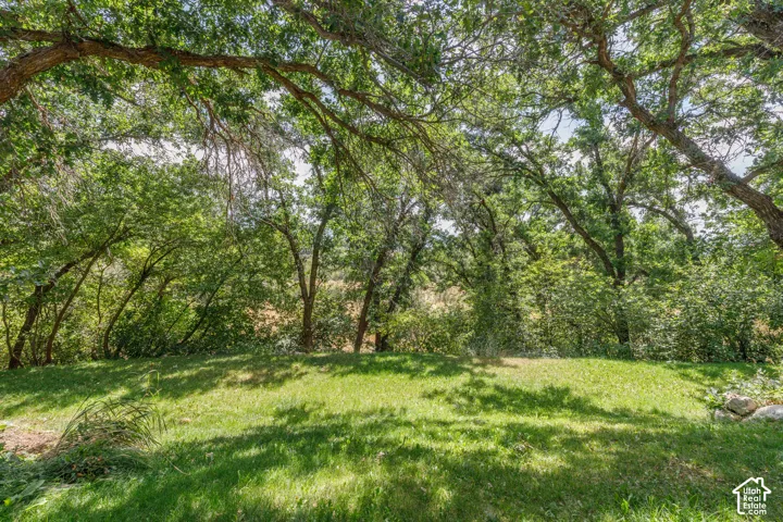 Expansive natural landscape featuring a sloped grassy area, mature trees with abundant foliage, and dappled sunlight