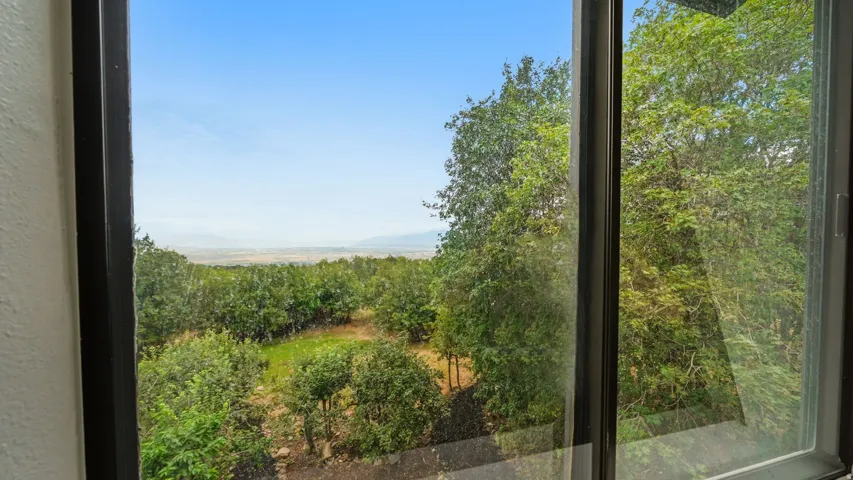 Framed window offering verdant tree canopy scenery and distant landscape