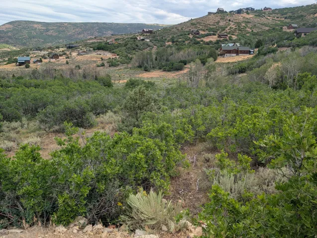 Expansive hillside lot featuring diverse natural vegetation.