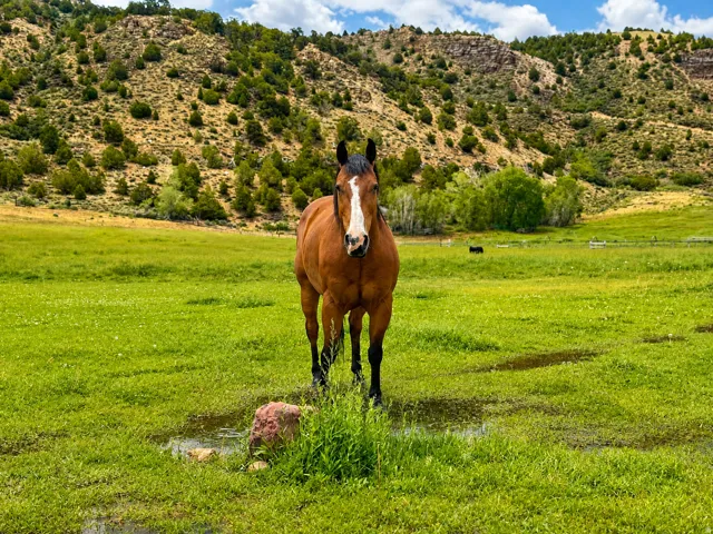 Expansive green pastureland with natural rock formations and distant mountainous terrain