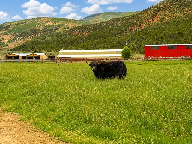 Expansive green pasture with a wood fence line, backed by a red barn structure
