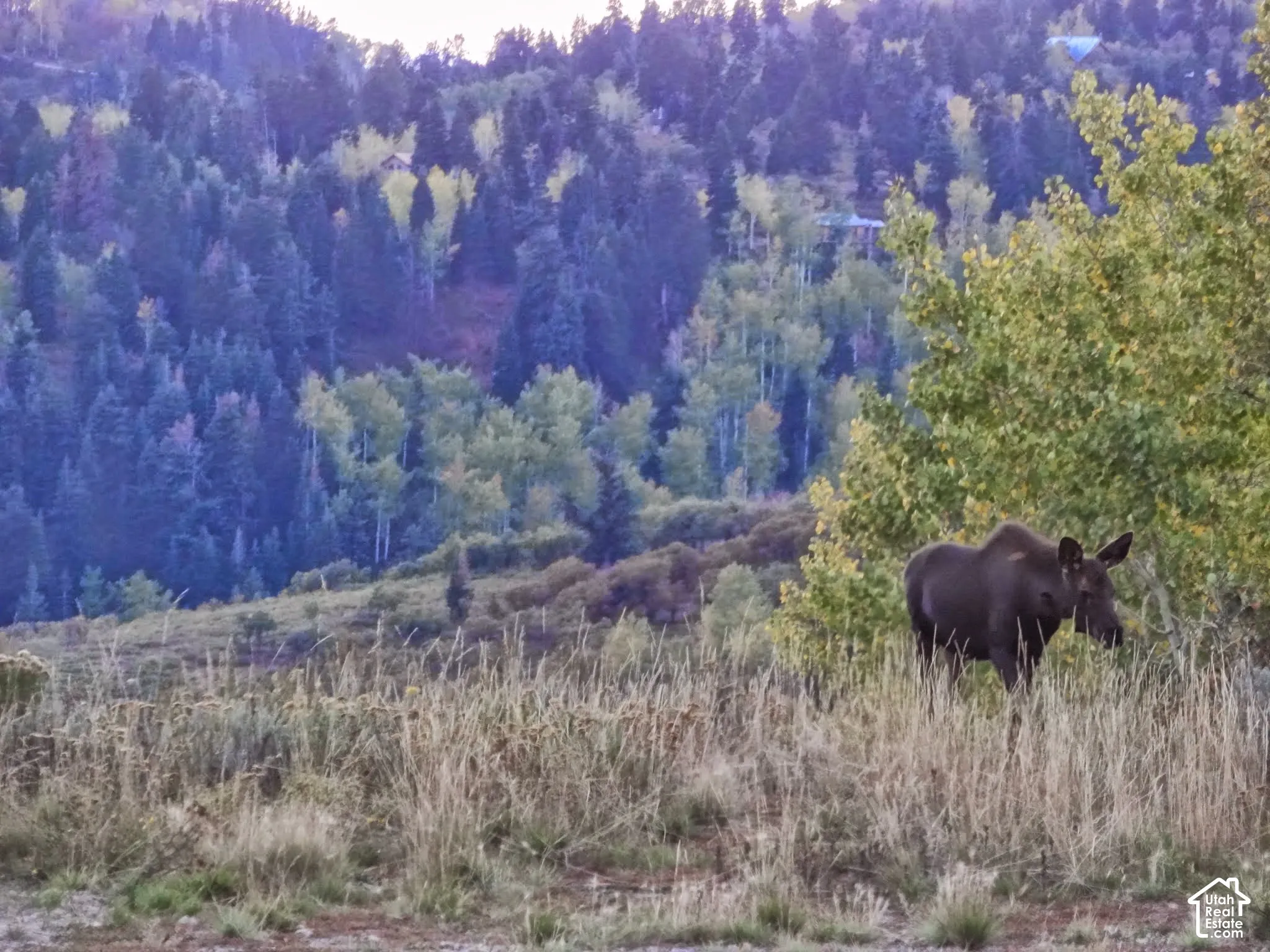 Wildlife Moose photographed on the hillside near the property.