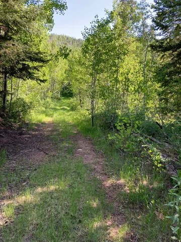 Natural landscape featuring a winding dirt path, abundant deciduous and evergreen trees, and a distant forested hillside