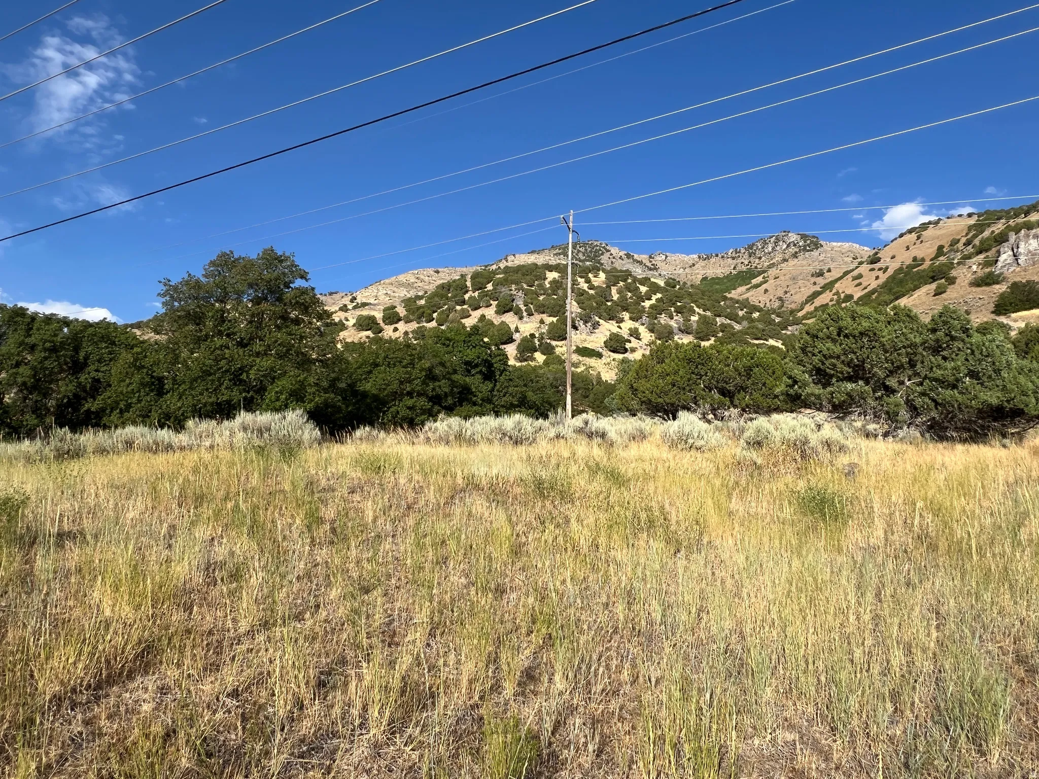 Expansive natural landscape featuring dry grasses, mature green trees, and distant mountains with scattered scrub brush