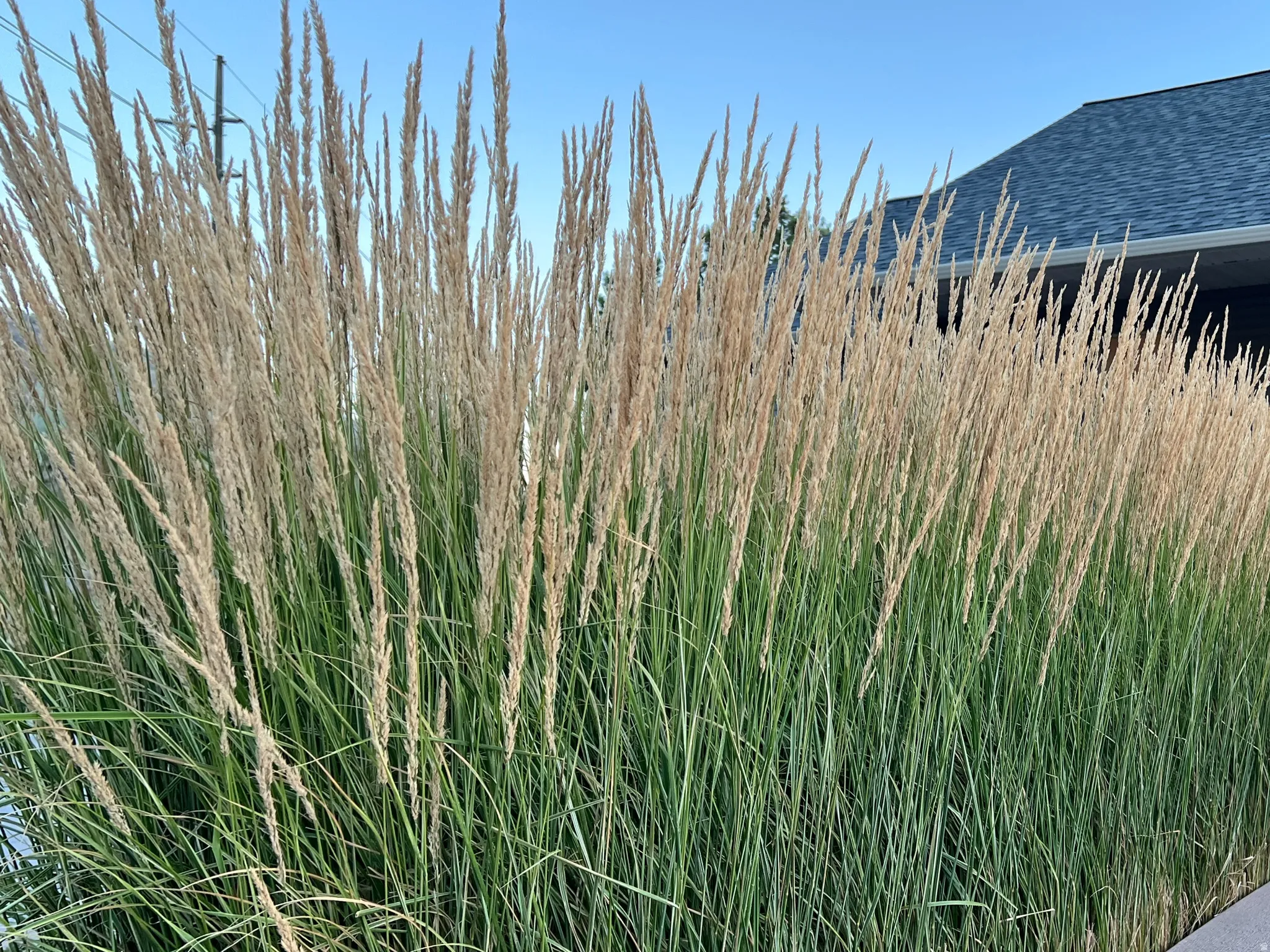 Lush ornamental grasses with green foliage and golden plumes