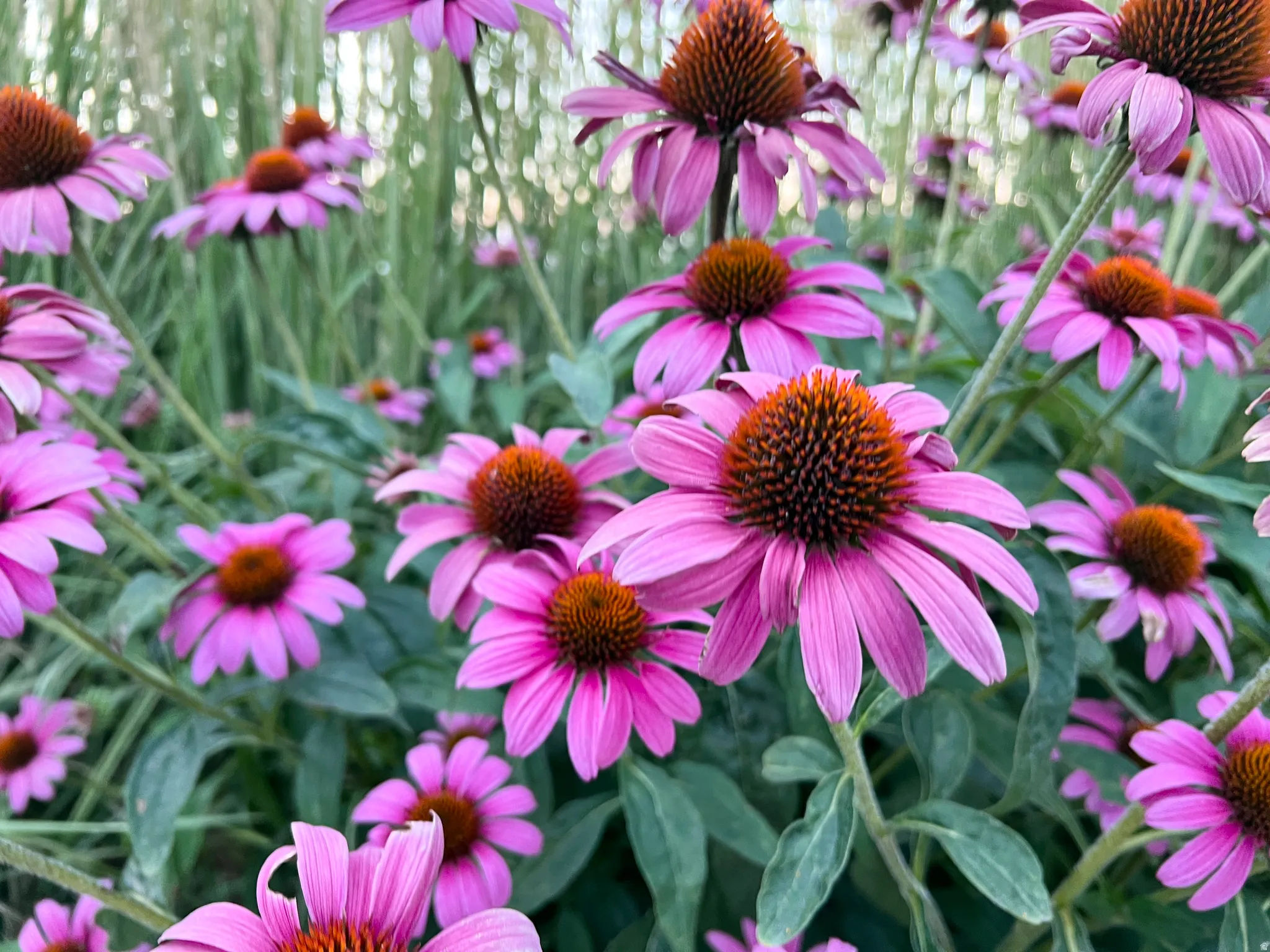 Vibrant purple coneflowers with prominent orange-brown centers
