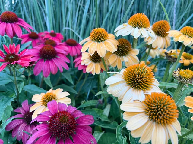 Vibrant flowering plants featuring magenta and pale yellow petals with prominent central cones, set against a backdrop of green foliage