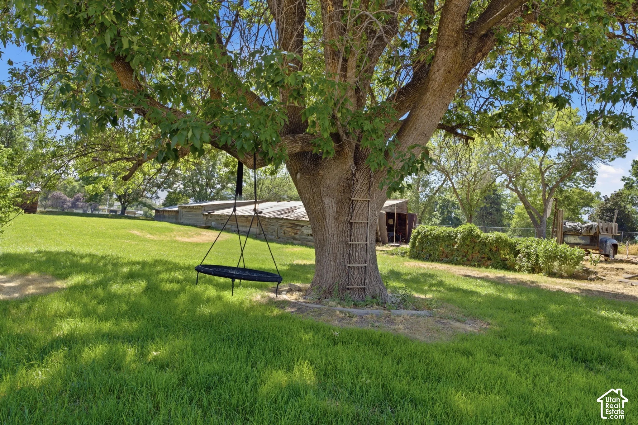 Fun ladder & swing in a huge, prominent tree!