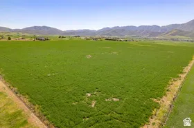 Expansive green field under a clear sky