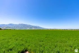 Expansive green field under a clear blue sky