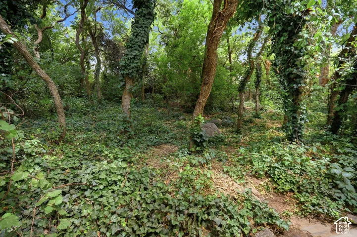 Secluded backyard