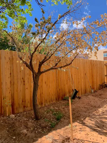 Spacious backyard area featuring a new wooden privacy fence and existing mature trees
