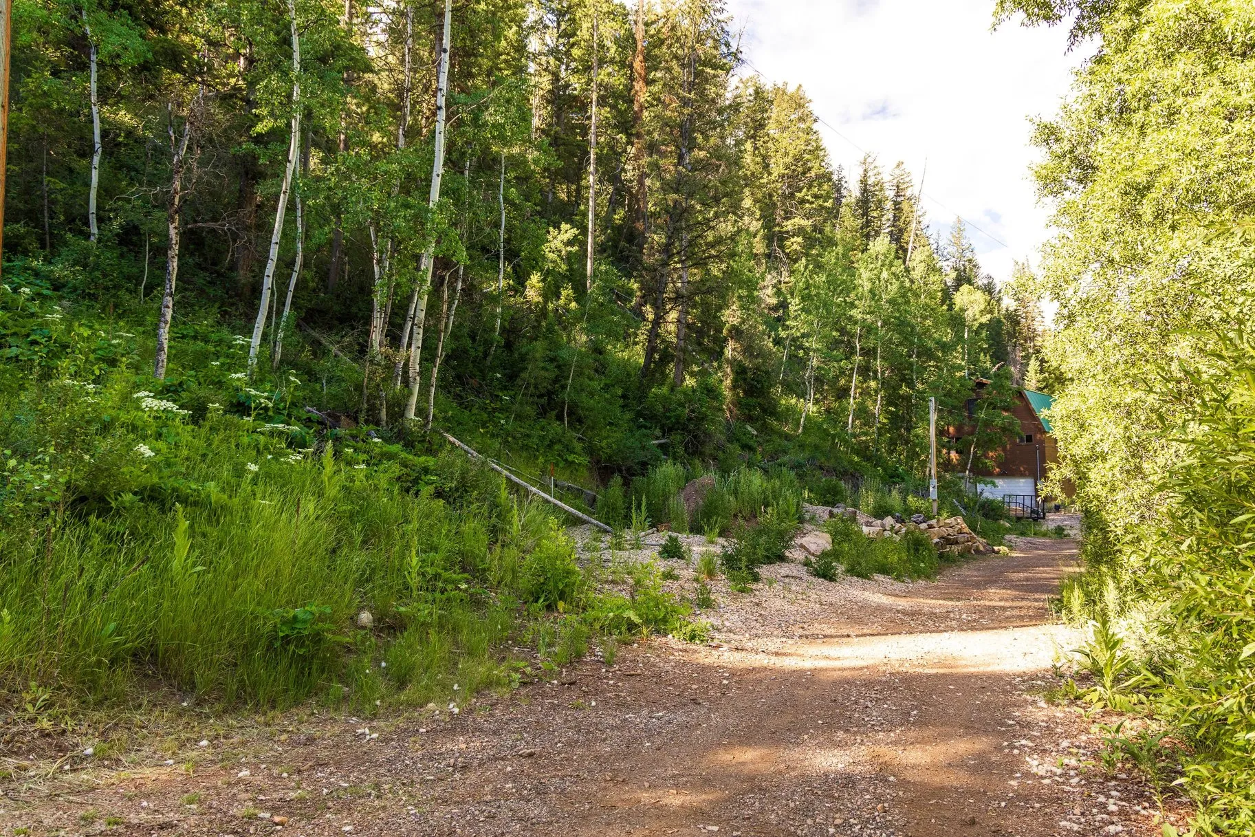Gravel pathway bordered by mature trees and lush vegetation