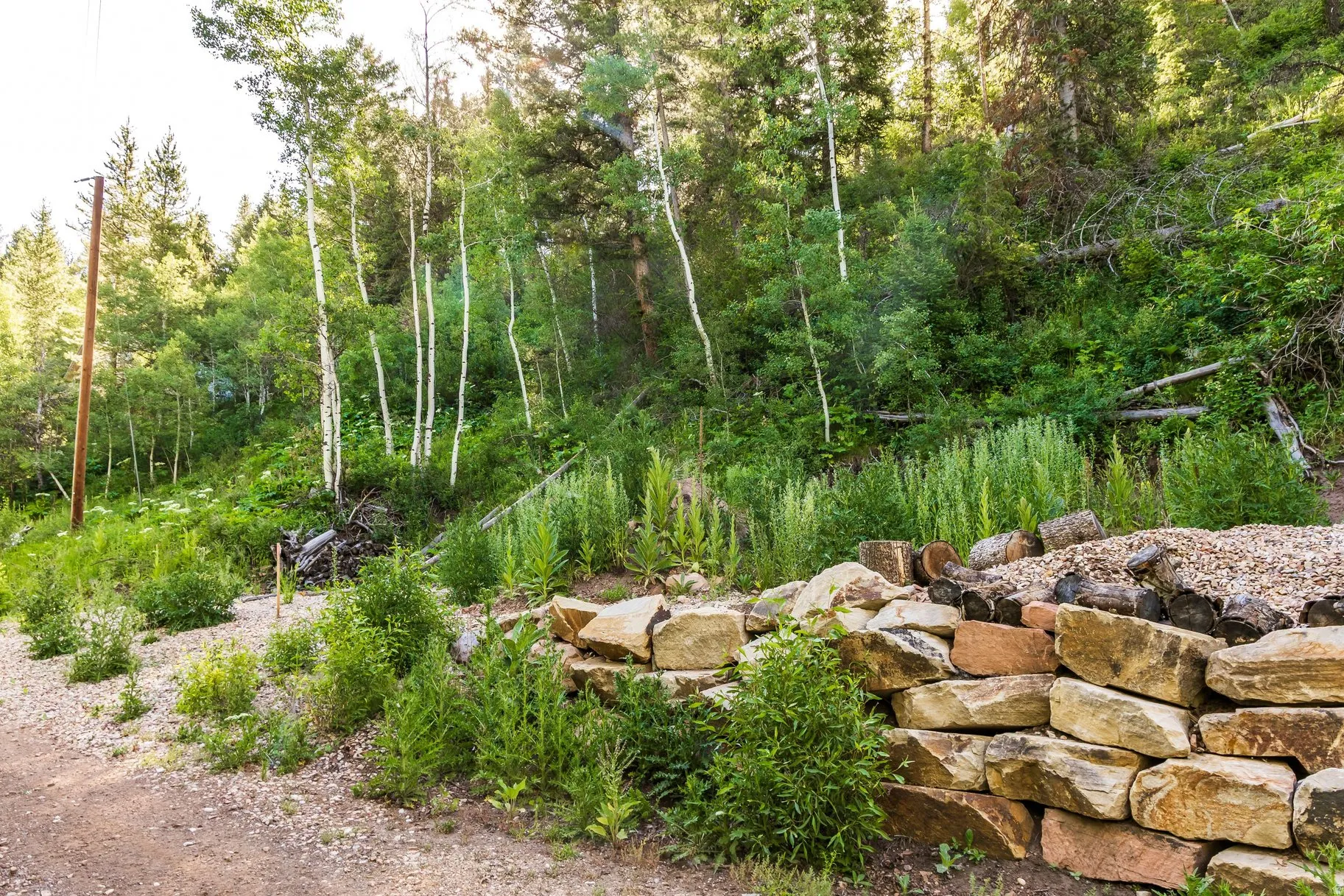 Natural landscape featuring a stone retaining wall, mature trees, and varied green foliage